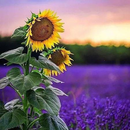 Апартаменты Sunset *