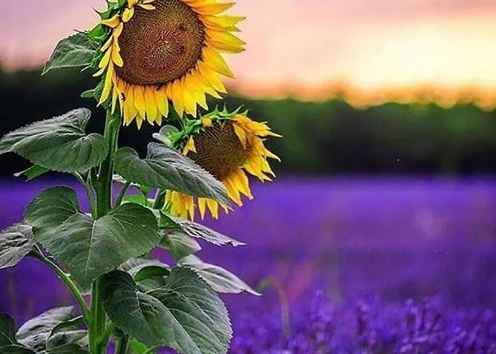 Διαμέρισμα Sunset *